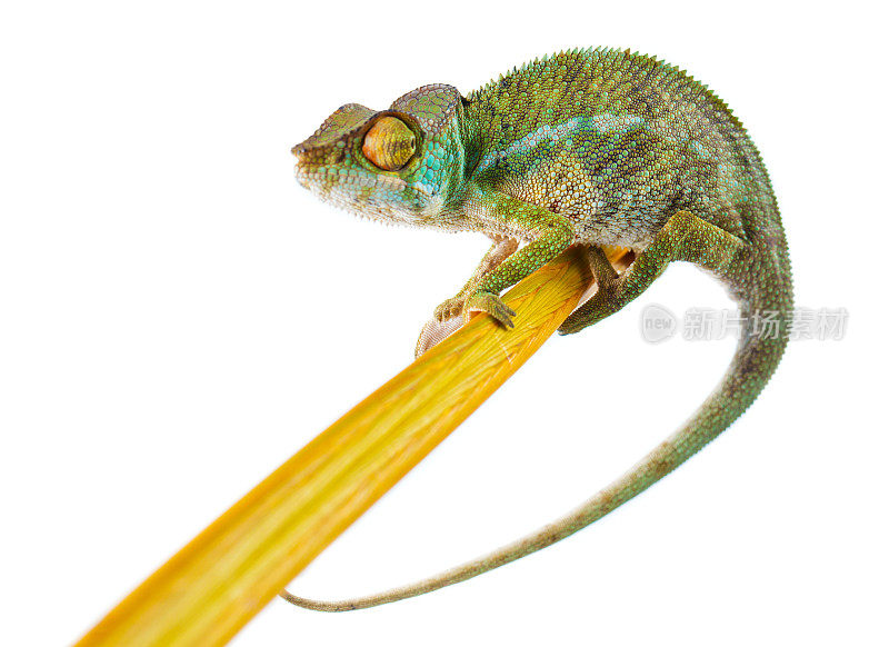 变色龙肖像-黑豹变色龙(Furcifer pardalis)